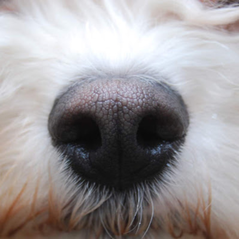 Meet your Posher, Izzy